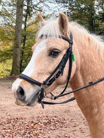 Ruin Welsh Pony (Section B) Te koop 2014 Palomino