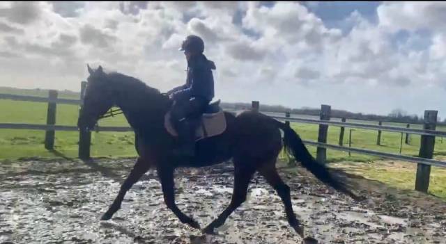Lease paard gezocht 