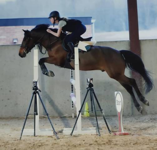 Ruin Belgische pony Te koop 2015 Donker bruin / bai