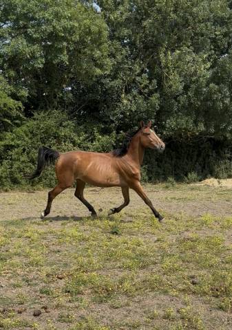 Merrie Selle Français Te koop 2022 Donker bruin / bai ,  Stakkatol