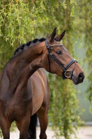 Dressage Mare