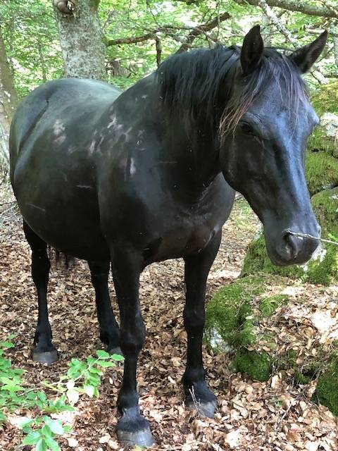 Merrie M&eacute;rens Te koop 2019 Zwart