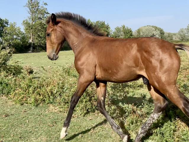 Veulen (ml) Lusitano Te koop 2025 Donker bruin / bai ,  Berlioz
