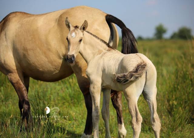 Veulen (ml) Lusitano Te koop 2025 Isabel ,  Neron
