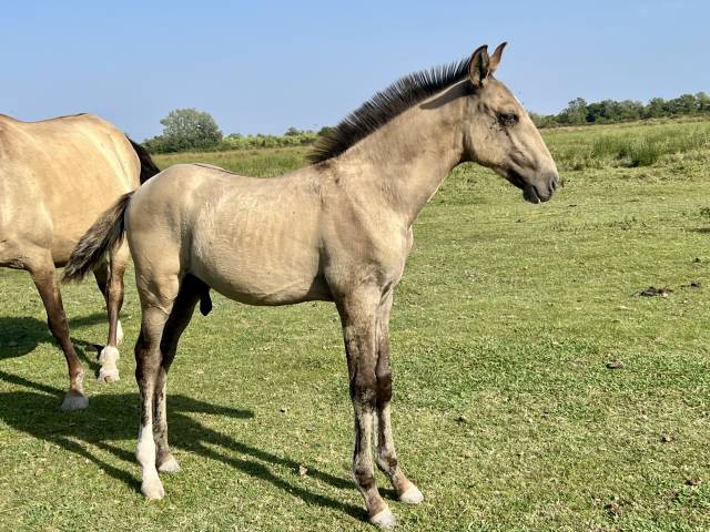 Veulen (ml) Lusitano Te koop 2025 Isabel ,  Neron