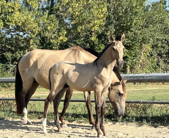 Veulen (ml) Lusitano Te koop 2025 Isabel ,  Neron