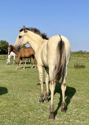 Veulen (ml) Lusitano Te koop 2025 Wildkleur ,  Berlioz