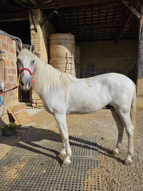 Ruin PRE Puur Ras Spaans Te koop 2011 Schimmel ,  QUIEBRO 2 Pura Raza Espanola