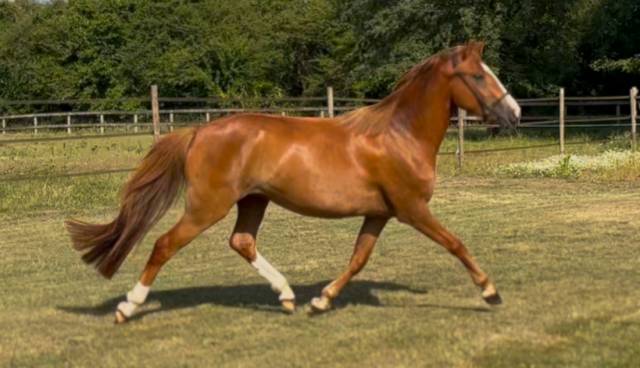 Draagmerrie Franse rijpony PFS Te koop 2022 Vos ,  Follow me fast