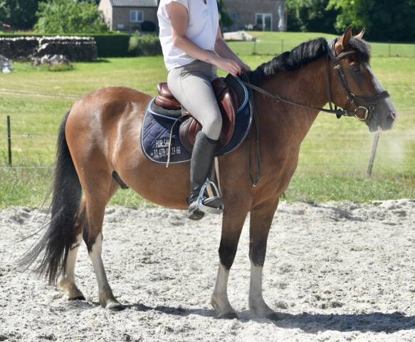 Ruin Bekend ras Te koop 2019 Donker bruin / bai