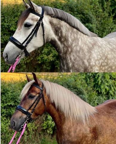 2 buitenrit dames zoeken hun soulmate + WOW veulen heng
