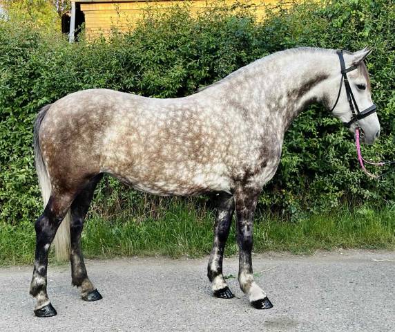 2 knappe lieve dames en een WOW veulen hengst! 