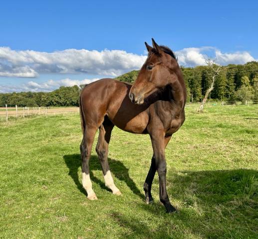 Veulen (ml) Selle Français Te koop 2025 Donker bruin / bai ,  Dollar du Rouet