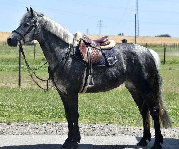Merrie Ras onbekend Te koop 2019 Schimmel