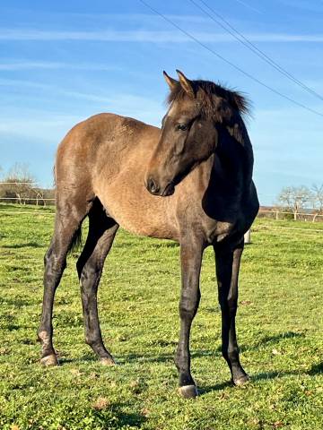 Veulen (ml) Bekend ras Te koop 2025 Bruin / Bai ,  TOEMME DE REGOR Z