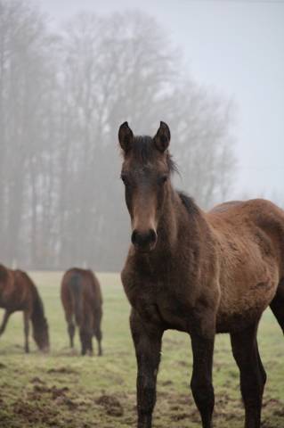 Veulen (ml) Bekend ras Te koop 2025 Bruin / Bai ,  TOEMME DE REGOR Z