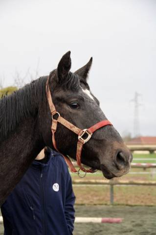 Merrie Selle Fran&ccedil;ais Te koop 2024 Schimmel ,  HOTSHOT CDL