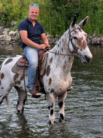 Ruin Ras onbekend Te koop 2018 Appaloosa