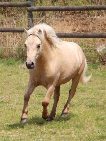 Ruin Shetland Te koop 2022 Palomino ,  HIP HIP HIP DES ISLES