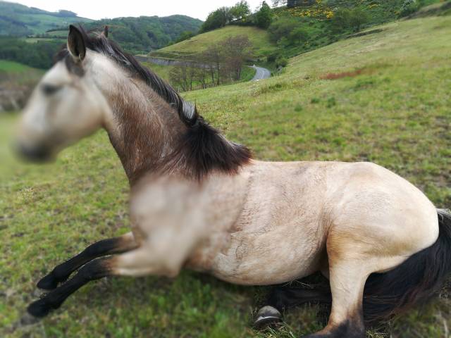Merrie Lusitano Te koop 2016 Isabel ,  TENOR DE LA COMBE