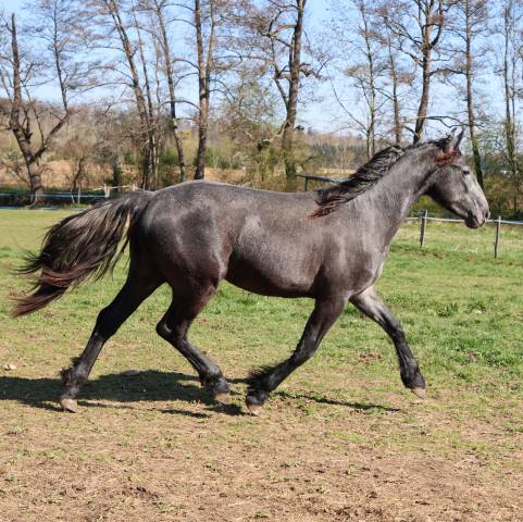 Veulen (vr) Arabo Fries Te koop 2023 Schimmel