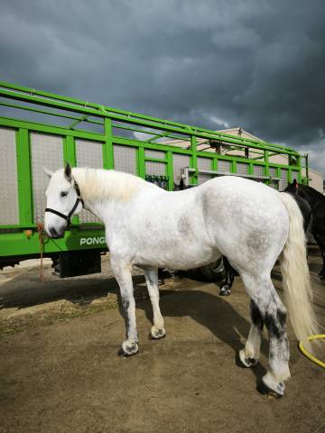 Merrie Percheron Te koop 2019 Wit