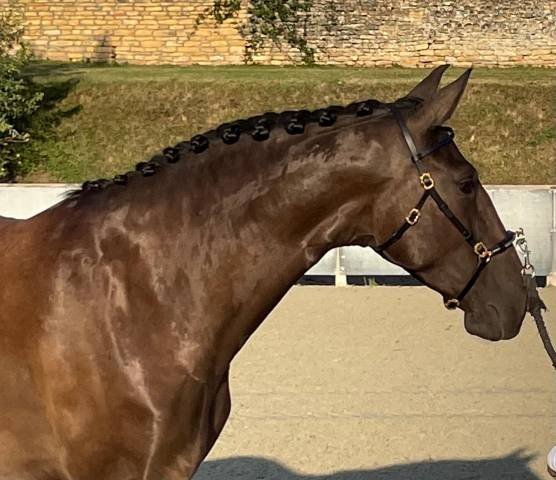 Merrie Lusitano Te koop 2020 Zwart ,  Fuego FG