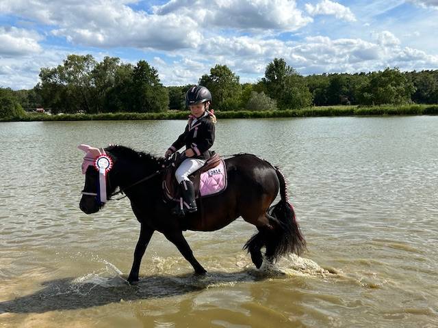 Merrie Shetland Te koop 2019 Bruin / Bai