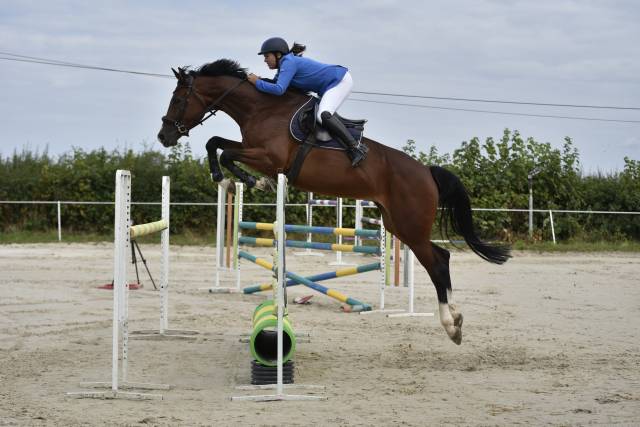 Merrie KWPN Nederlands sportpaard Te koop 2018 Donker bruin / bai ,  Lyjanero