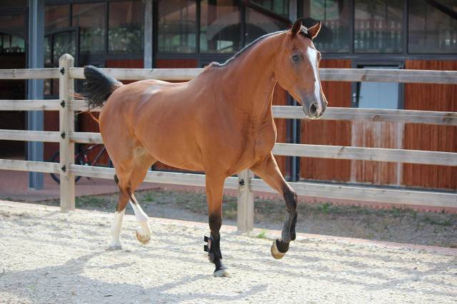 Merrie BWP Belgisch volbloed Te koop 2021 Donker bruin / bai ,  Hardrock Z