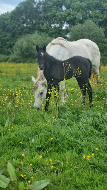 Veulen (ml) Welsh Partbred Te koop 2025 Schimmel ,  Looping EPDJ