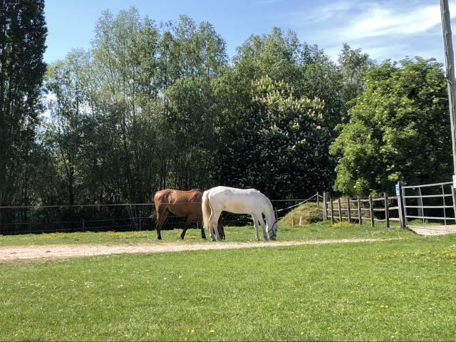 Paarden verzorger - Ander contract Deeltijds - Yvelines Frankrijk