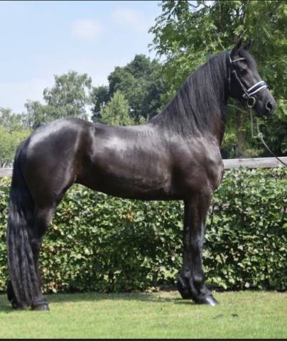 Merrie Fries Te koop 2016 Zwart