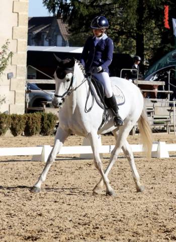 Draagmerrie Selle Français Te koop 2010 Schimmel