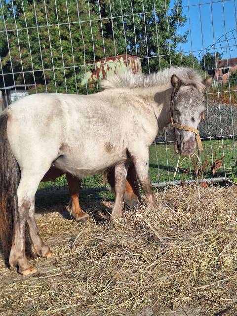 Hengst Shetland Te koop 2024 Vos