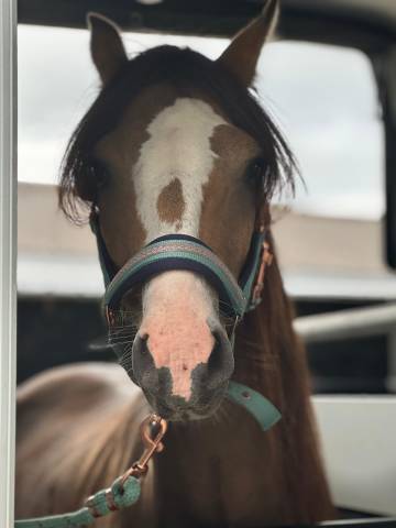 Hengst Welsh Pony (Section B) Te koop 2021 Isabel ,  NORTHLIGHT CONCERTO (GBR),WB
