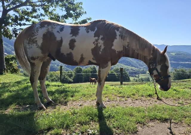 Ruin Paint Horse Te koop 2019 Overo ,  News imprint
