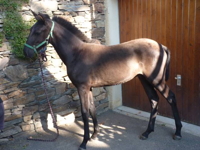 Hengst Lusitano Te koop 2025 Zwart ,  SOLO DE LA COMBE