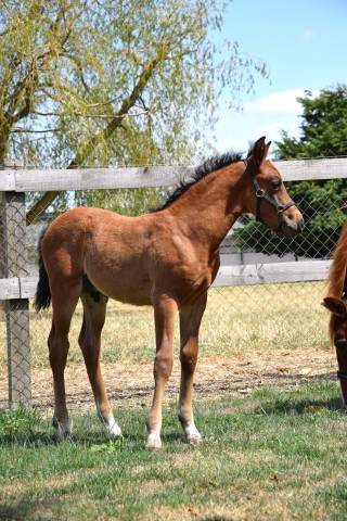 Veulen (ml) Franse rijpony PFS Te koop 2025 Bruin / Bai ,  A FLY STAR DES HOUX