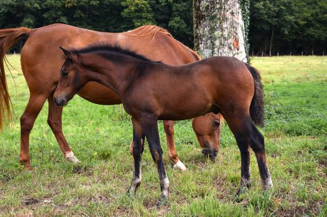 Veulen (ml) Franse rijpony PFS Te koop 2025 Bruin / Bai ,  A FLY STAR DES HOUX