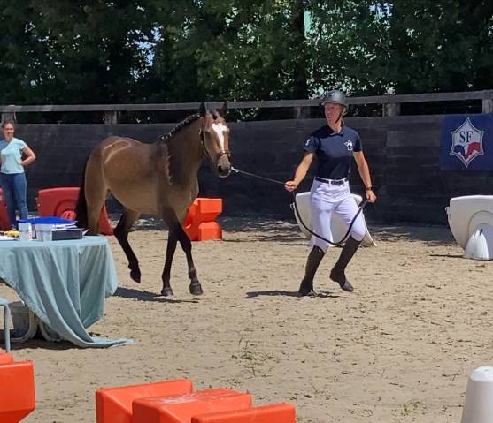 Veulen (vr) Franse rijpony PFS Te koop 2023 Donker bruin / bai ,  Valiant des charmes