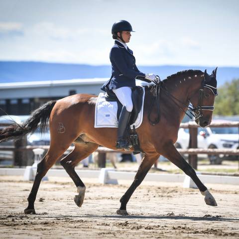 Ruin Lusitano Te koop 2016 Donker bruin / bai ,  No Records.