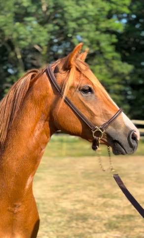 Merrie Franse rijpony PFS Te koop 2022 Vos