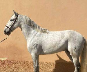 Ruin PRE Puur Ras Spaans Te koop 2015 Schimmel
