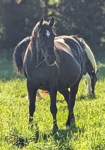 Merrie Paint Horse Te koop 2015 Zwart