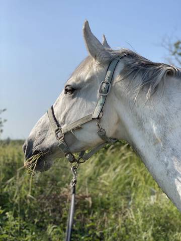 Ruin Rijpaard Te koop 2015 Schimmel