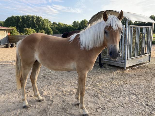 Veulen (vr) Haflinger Te koop 2024 Vos