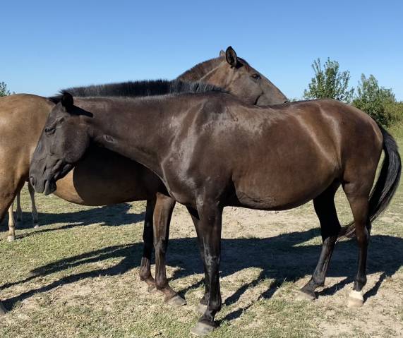 Draagmerrie Lusitano Te koop 2009 Zwart