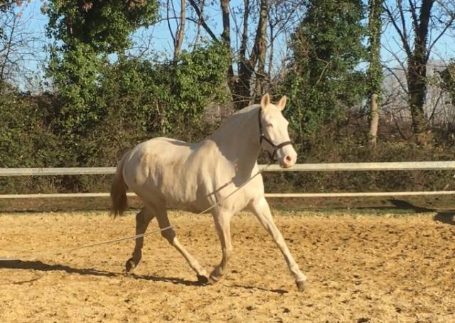 Draagmerrie Lusitano Te koop 2009 Crème ,  Verdi Sc