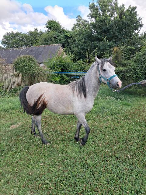 Veulen (vr) Welsh Pony (Section B) Te koop 2023 Schimmel ,  Jalisko de Kervé,WTC